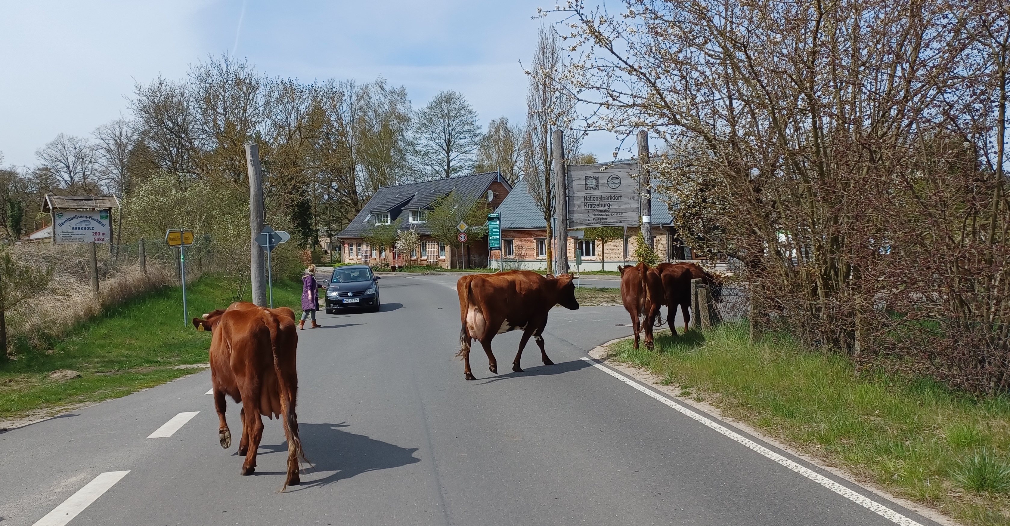 Havel Alm Kratzeburg | Almauftrieb April 2023