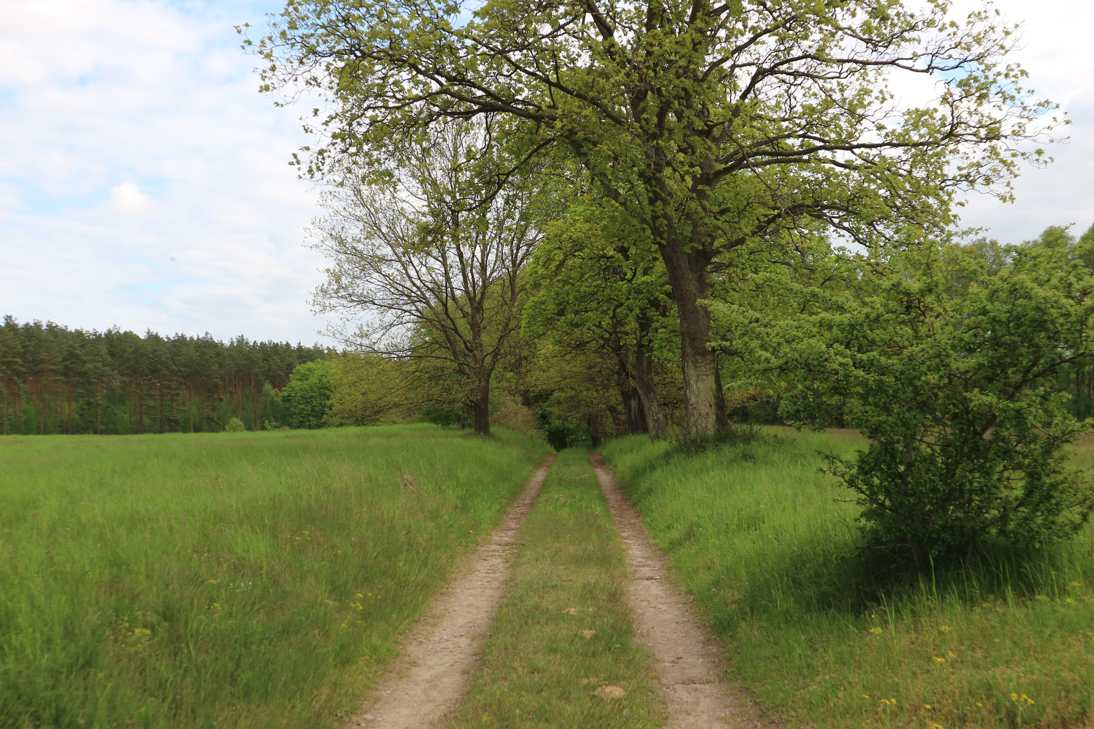 Havel Alm Kratzeburg | Weg zwischen Pieverstorf und Kratzeburg