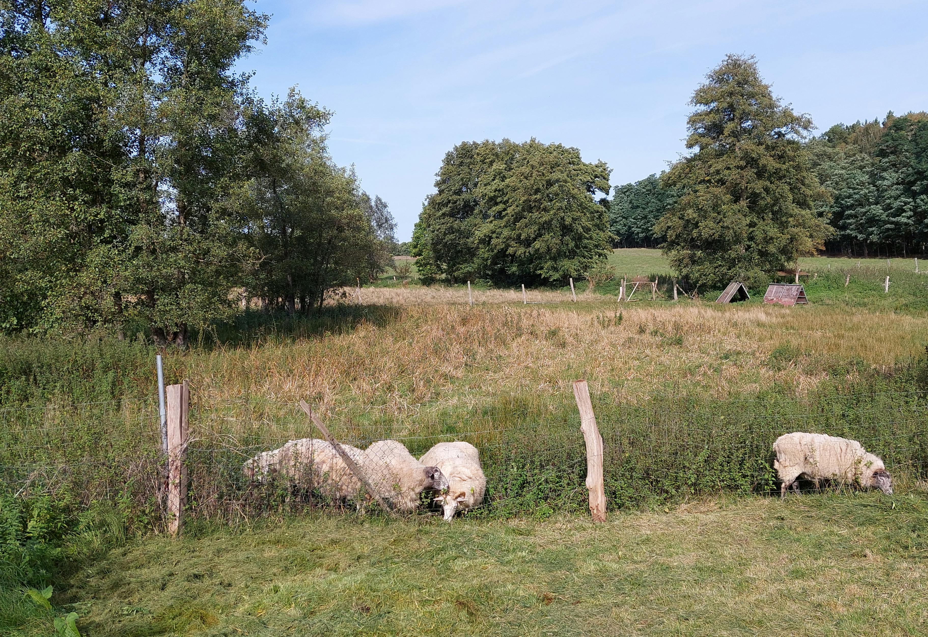 Havel Alm Kratzeburg | Schafe auf der Weide hinter dem Grundstück