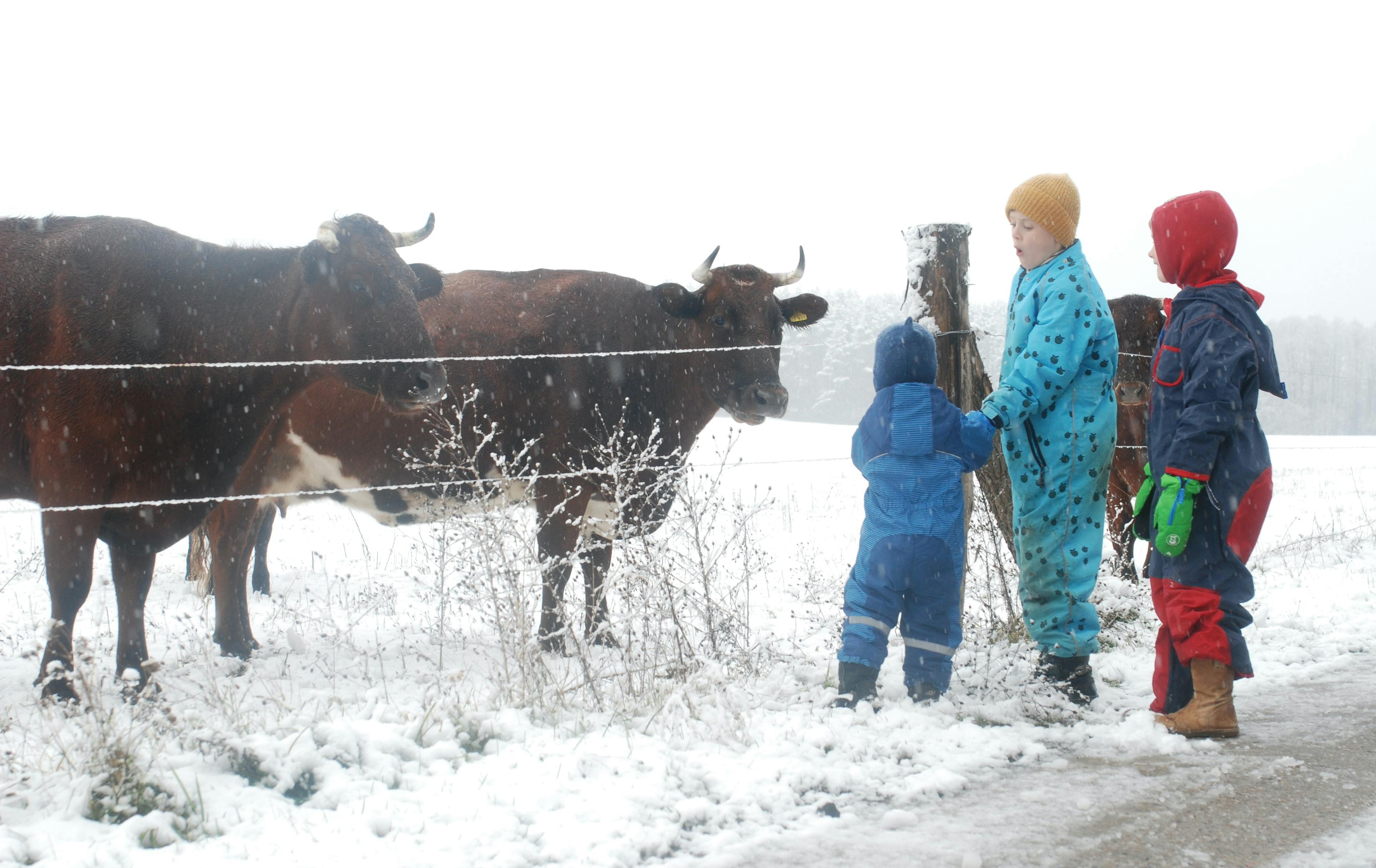 Havel Alm Kratzeburg | Kühe auf der Weide in Richtung Pieverstorf