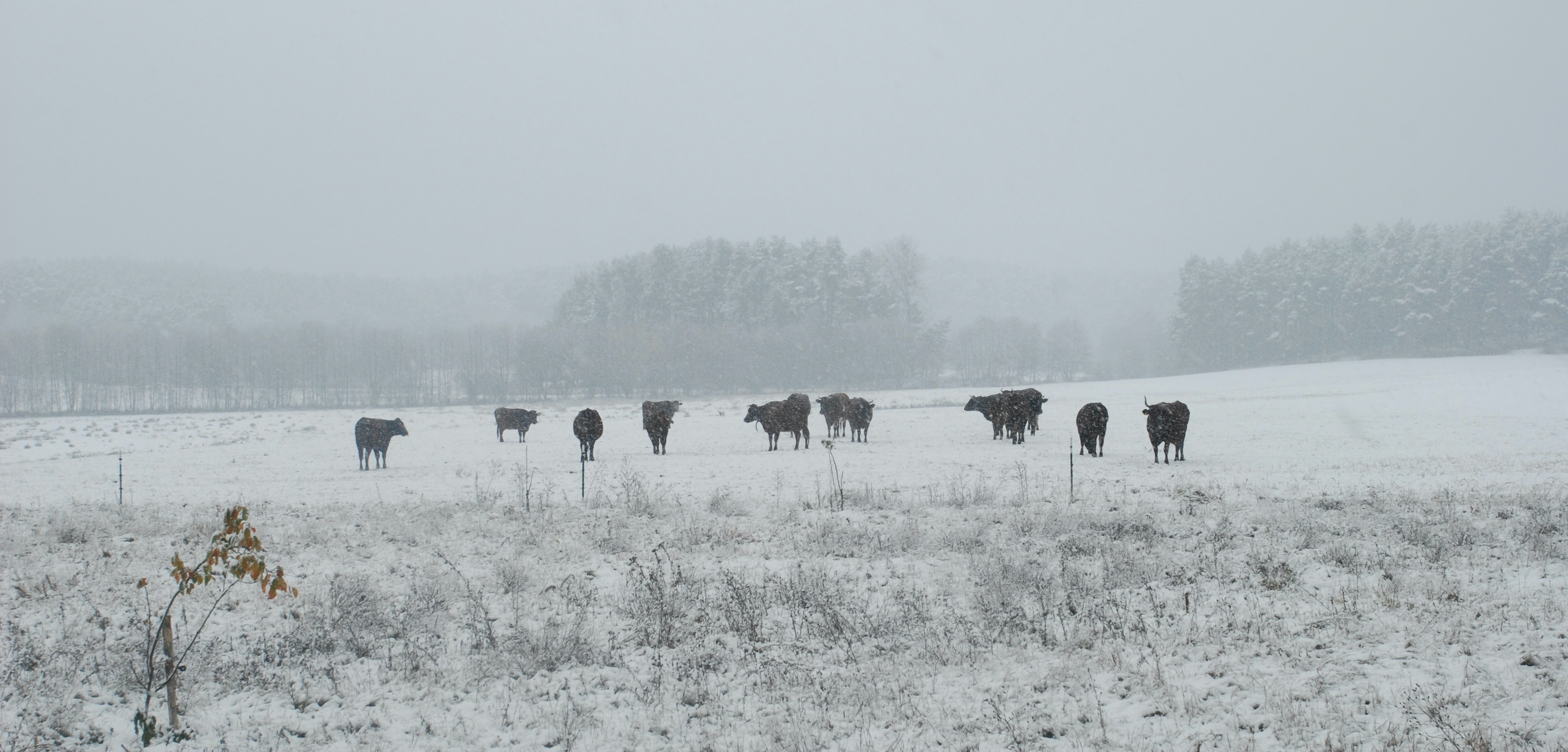 Havel Alm Kratzeburg | Kühe auf der Weide in Richtung Pieverstorf